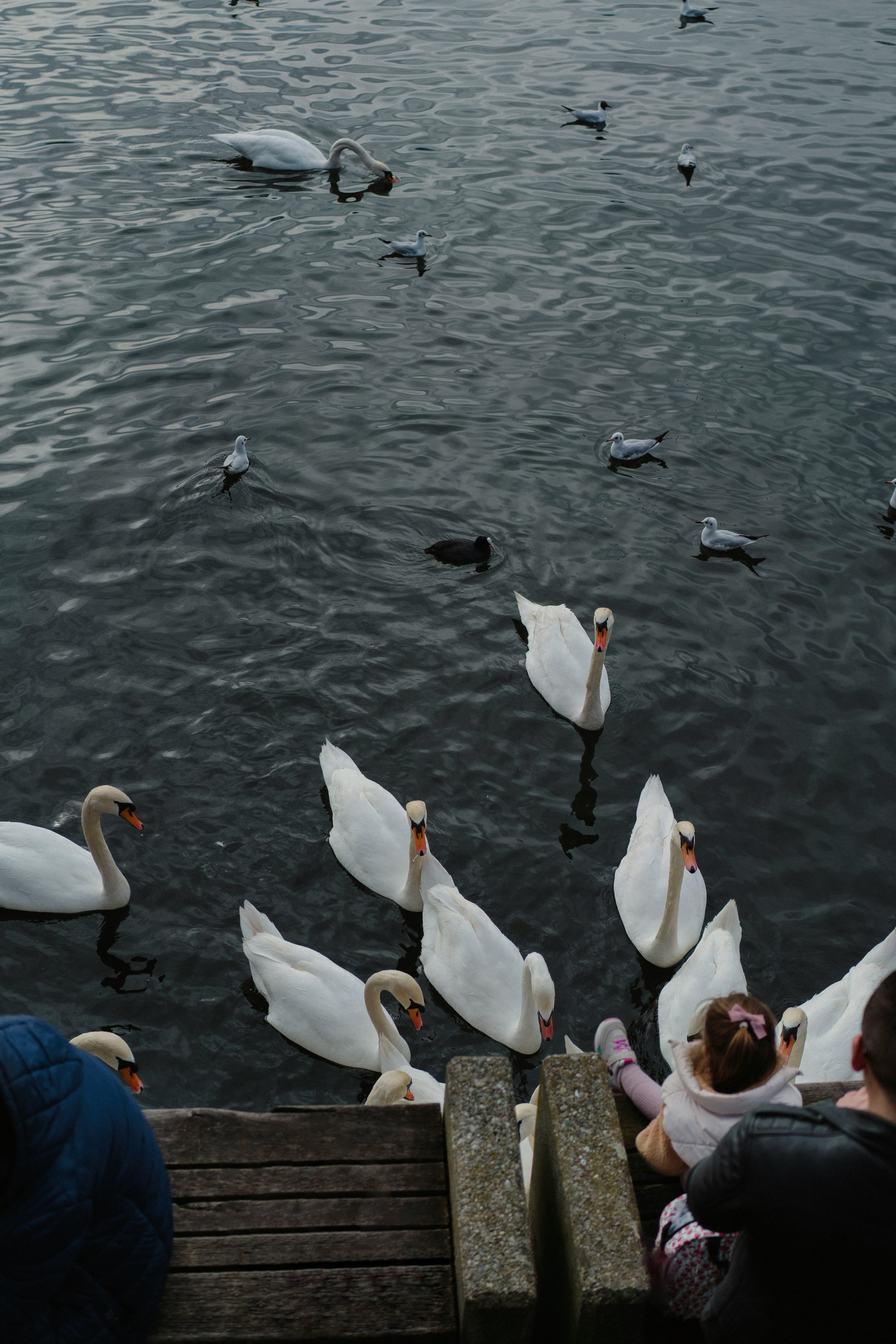 Schwäne auf einem See – Erholung und Natur in der Nähe.
